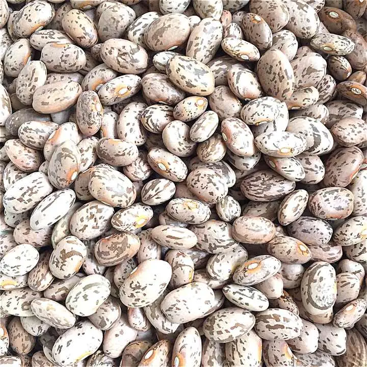 Pinto beans