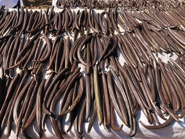 Vanilla beans from Tanzania