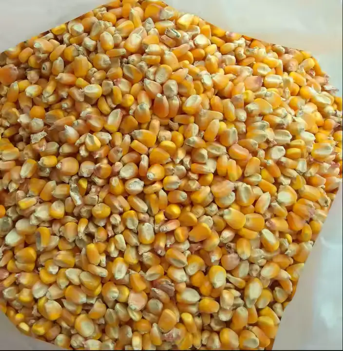 Yellow Corn